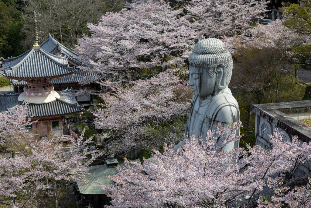 Stone Buddha statue at Tsubosaka-dera temple surrounded by cherry blossoms in full bloom, Nara