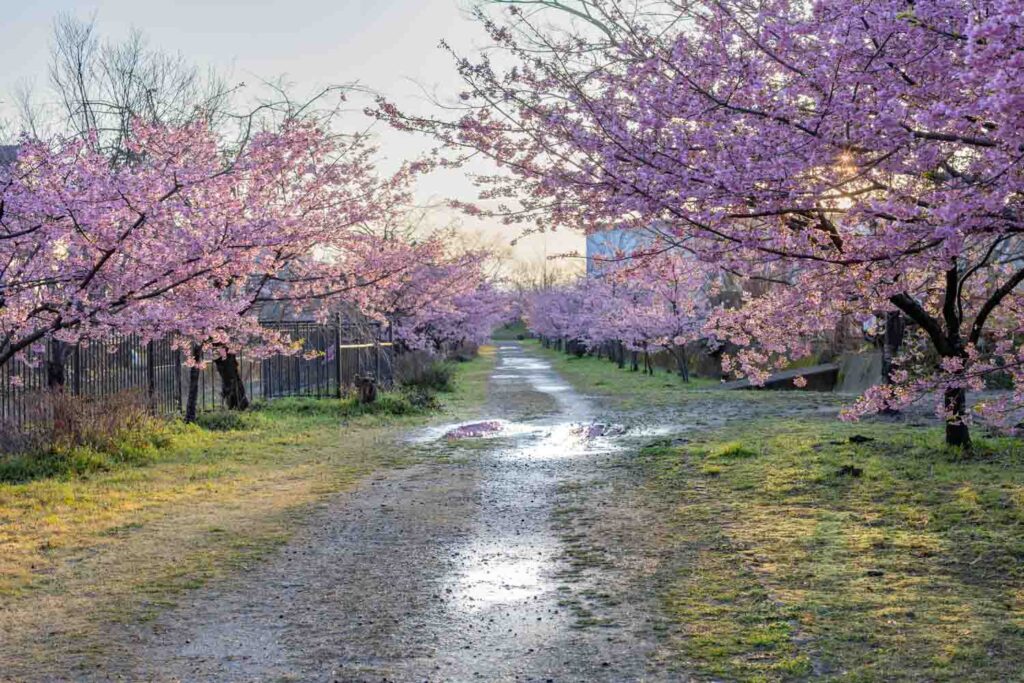 Kyoto early cherry blossoms lining the path at Yodo Suiro after rain