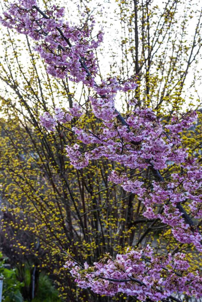 Kawazu-zakura reflected in the still water of Yodo Suiro canal, Kyoto