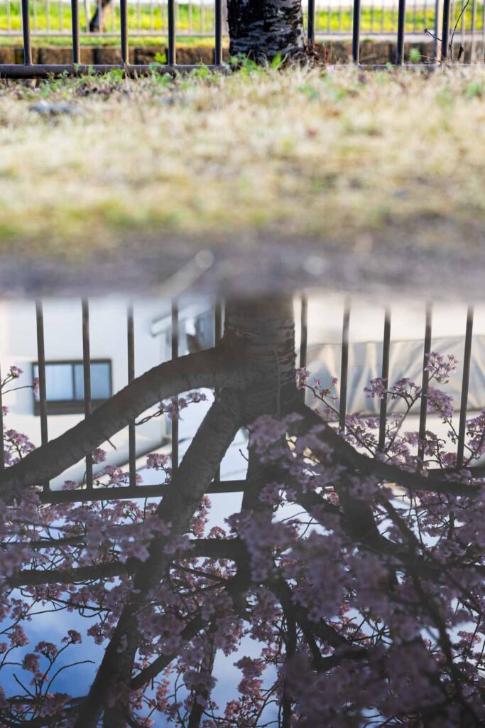 Woman in kimono with wagasa umbrella beneath kawazu-zakura at Yodo Suiro, Kyoto
