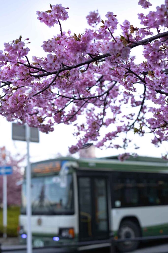 Kawazu-zakura cherry blossoms with a local bus at Yodo Station, Kyoto