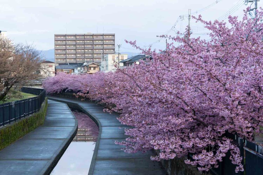 Kawazu-zakura cherry blossoms at dawn along Yodo Suiro waterway, Kyoto