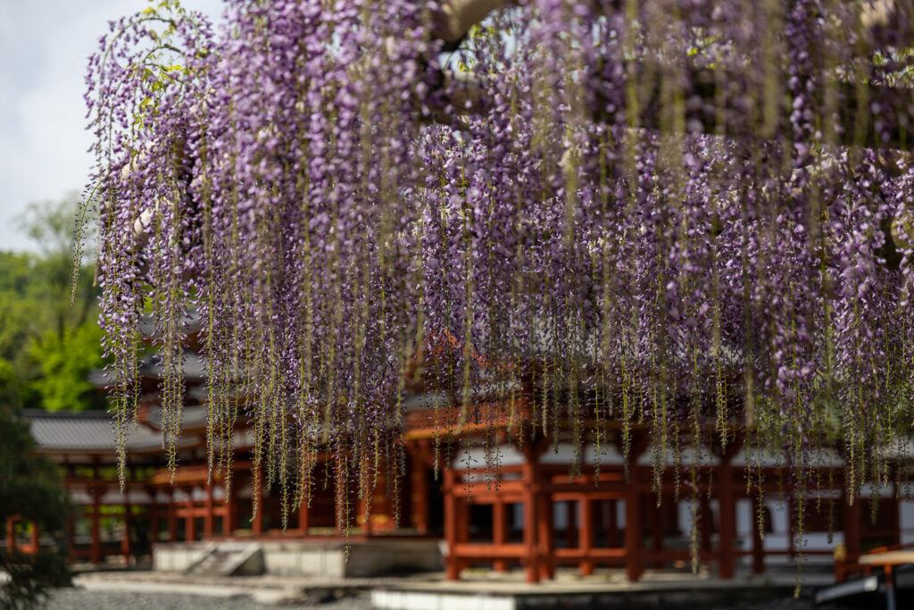 Byodo-in wisteria and Phoenix Hall reflected in the pond, Uji, Kyoto
