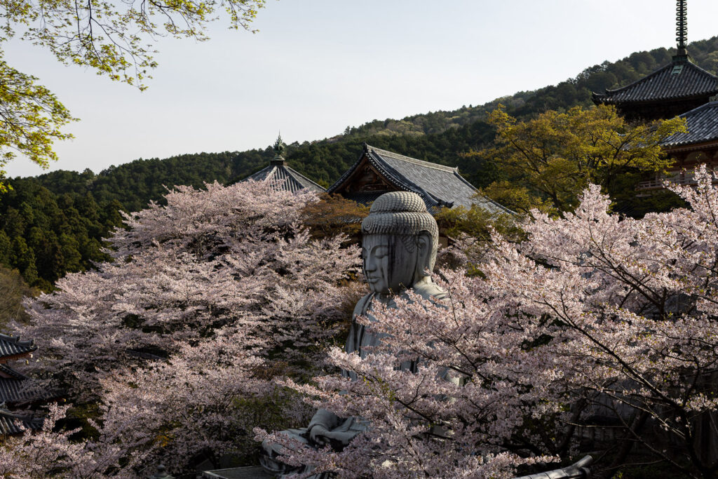 Tsubosaka-dera Great Buddha surrounded by cherry blossoms, Nara