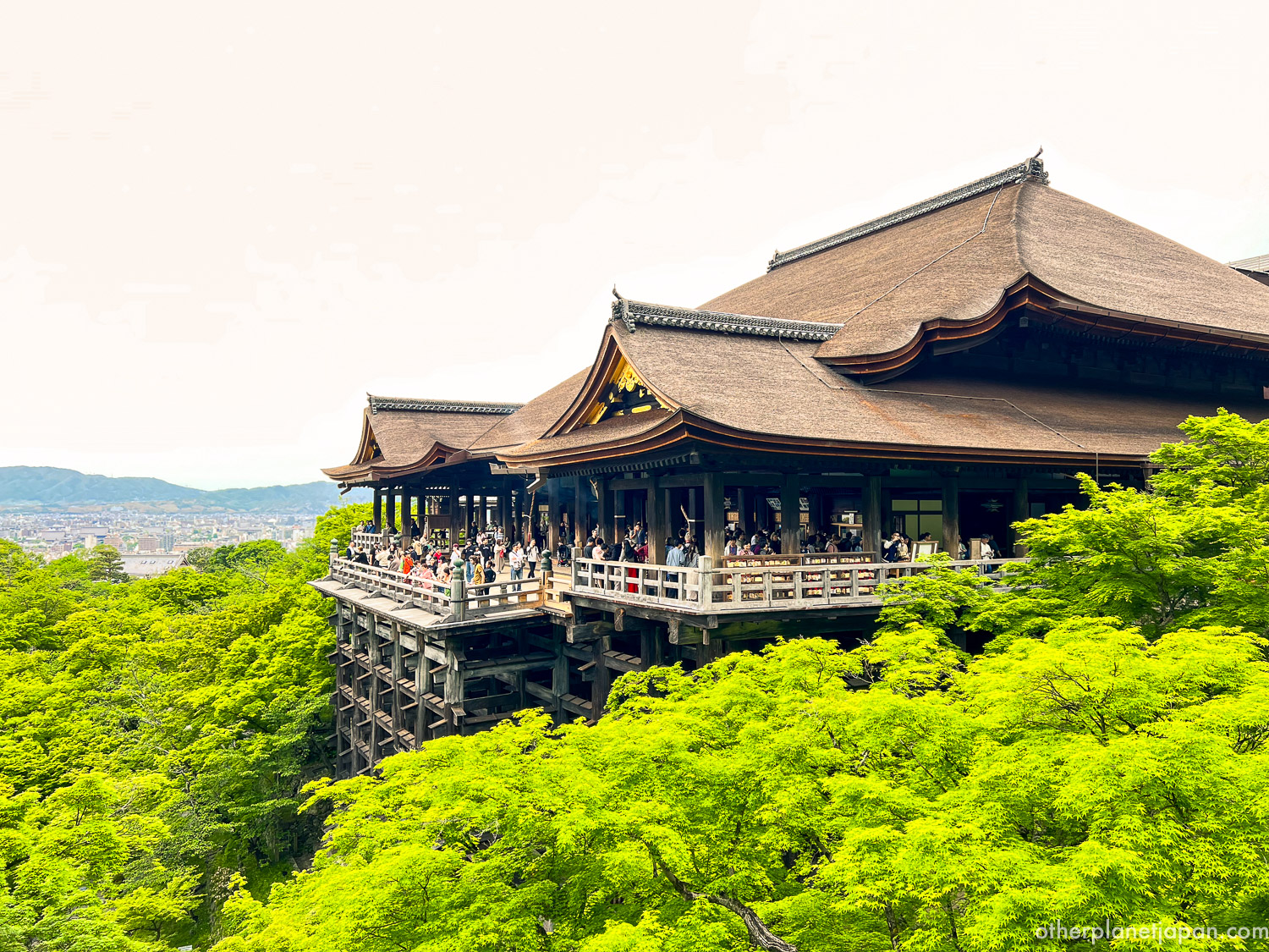 Kiyomizudera Temple wooden stage surrounded by spring green foliage in daylight, Kyoto