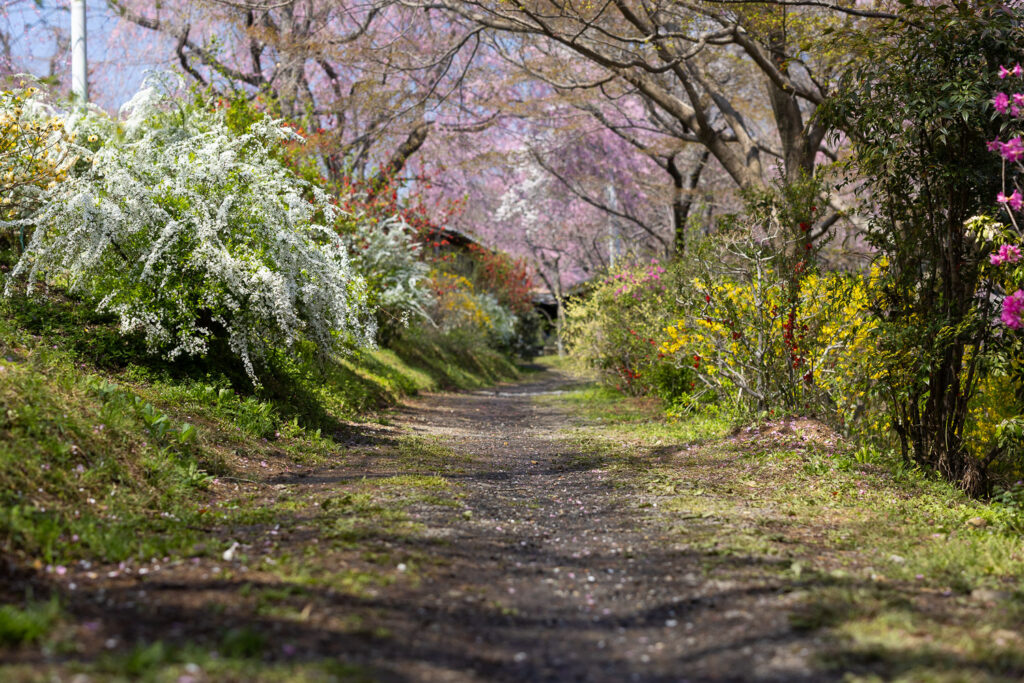 A visitor in a straw hat photographs weeping cherry blossoms at Haradanien garden in Kyoto during peak spring bloom