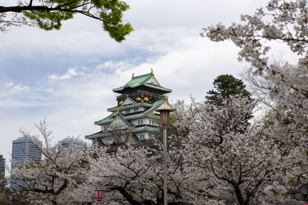 Osaka Castle keep framed by cherry blossoms in spring