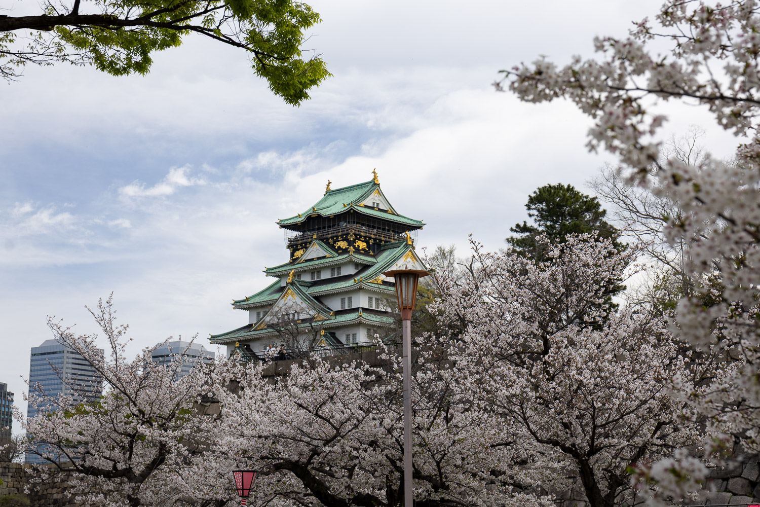 Osaka Castle keep framed by cherry blossoms in spring