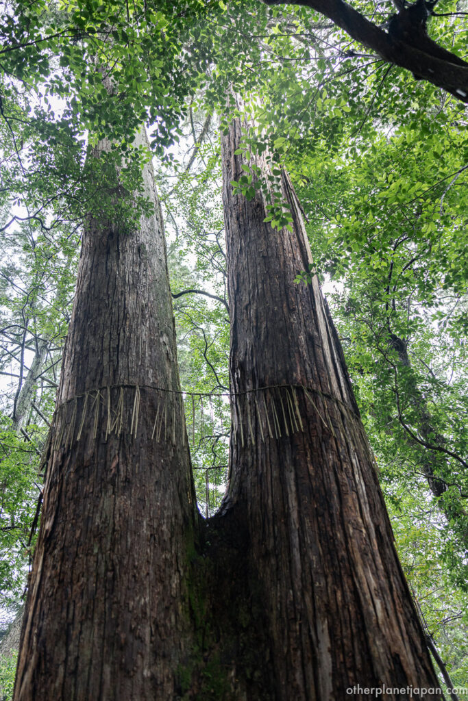 Two ancient cedar trees with straw wrapping around their trunks, looking upward into the green canopy at Saihō-ji