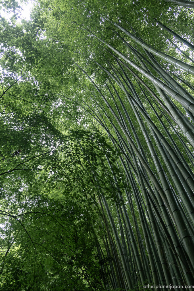Looking up at tall bamboo culms and green maple canopy at Gioji Temple