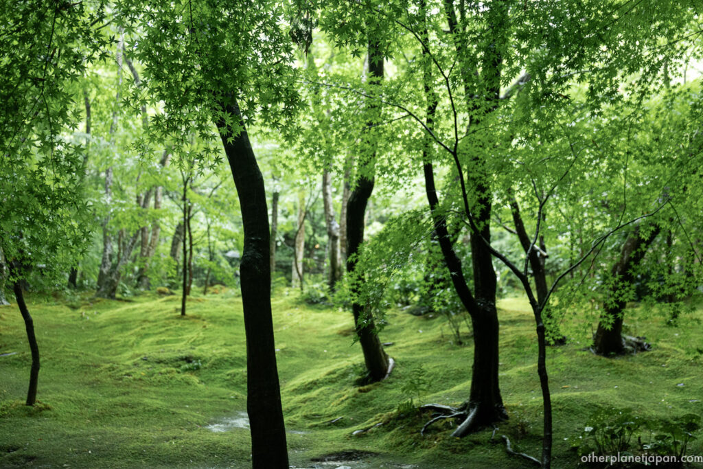 Moss-covered hillside with leaning tree trunks and the thatched hermitage visible through the foliage at Gioji Temple