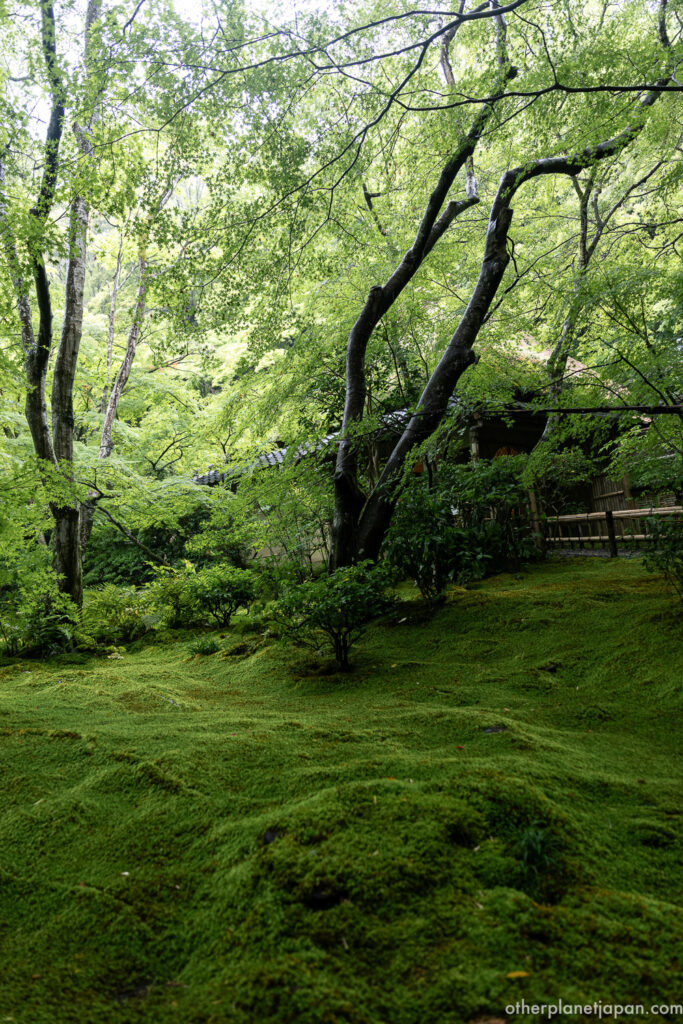 Wide view of the moss garden at Gioji Temple, with undulating moss-covered ground and slender maple trees