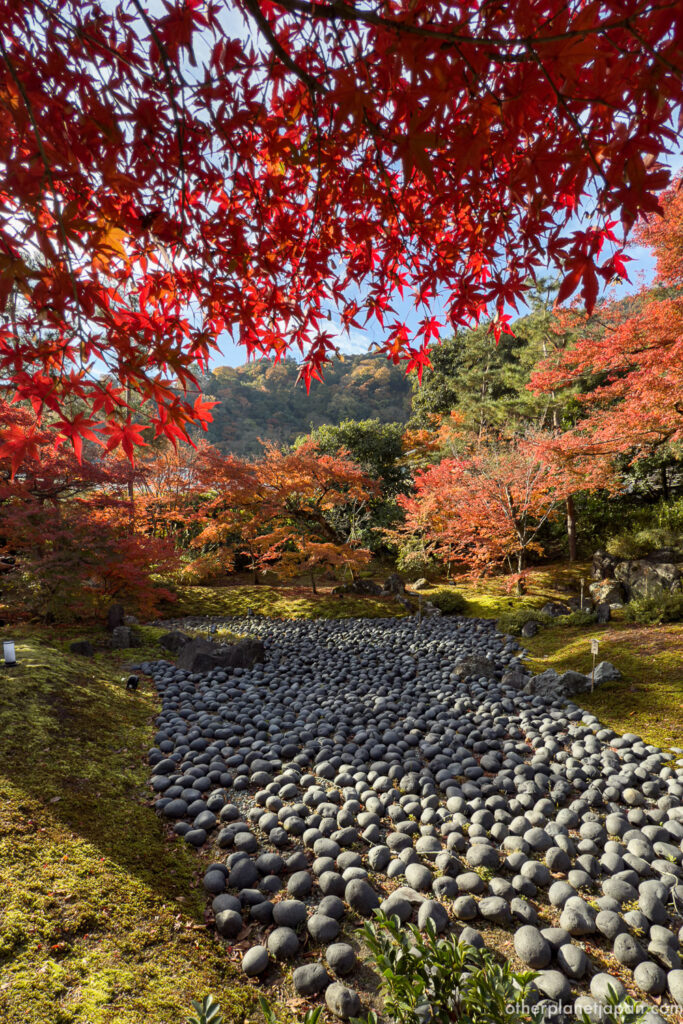 Autumn maple leaves over the moss garden at Hogonin Temple, Kyoto
