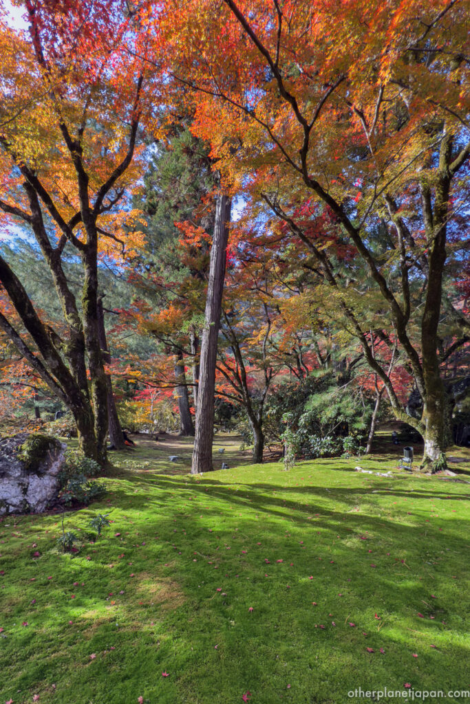 Moss with fallen autumn leaves at Hogonin Temple, Kyoto
