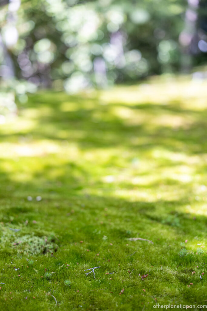 Vivid green moss garden at Hogonin Temple in spring, Kyoto