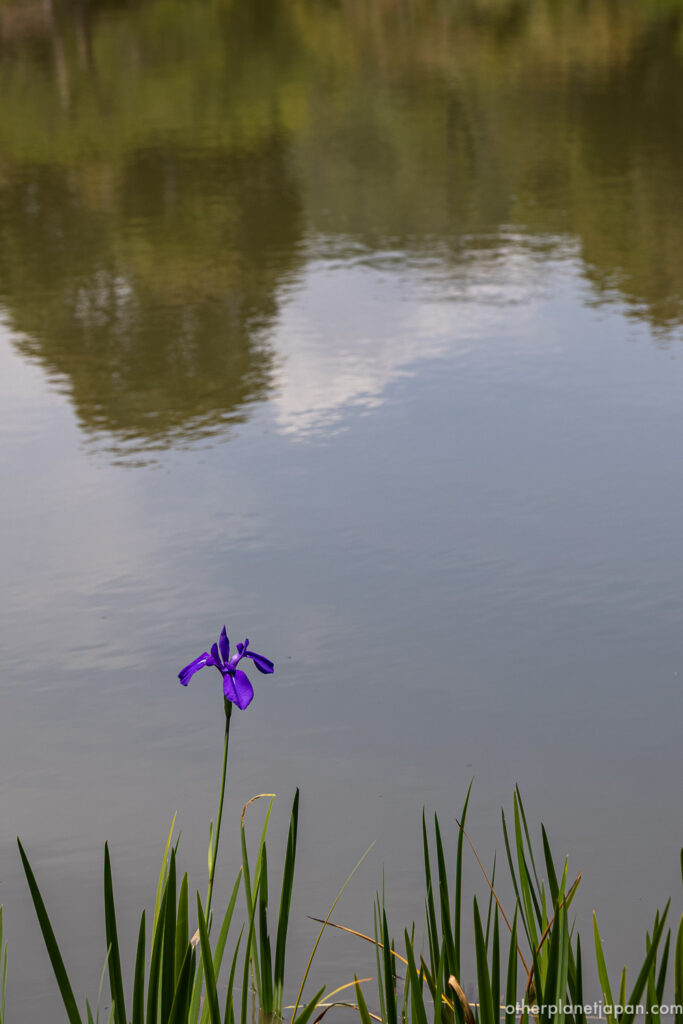 Single purple Japanese iris blooming at the edge of the pond at Kinkakuji in early June, Kyoto