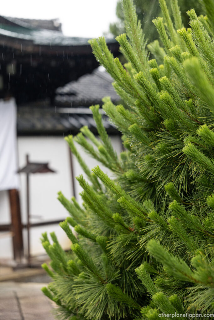 Close-up of rain-dappled pine needles with a blurred temple building and white curtain in the background at Daikakuji
