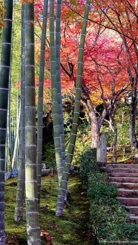 Bamboo grove with red autumn maple leaves and moss-covered slope at Jojakkoji, Kyoto
