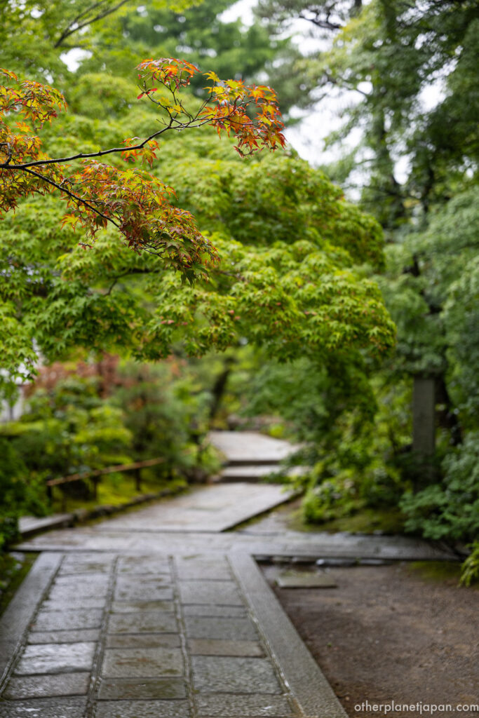 Rain-wet stone pavement with maple branch starting to turn red at Jojakkoji, Kyoto