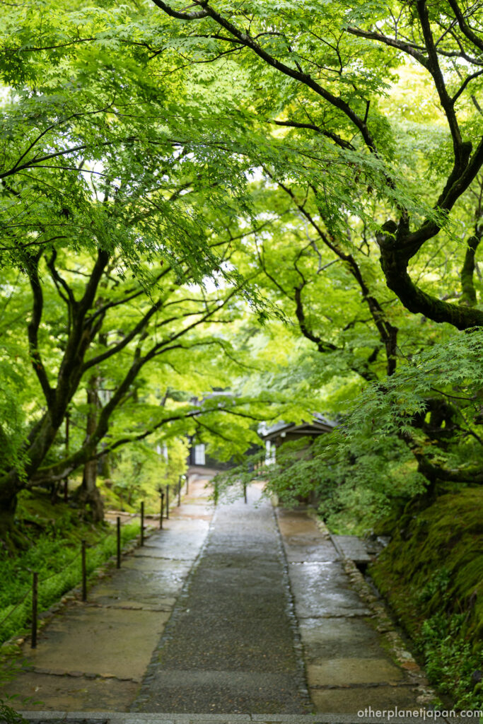The same stone steps under fresh green summer maples at Jojakkoji, Kyoto