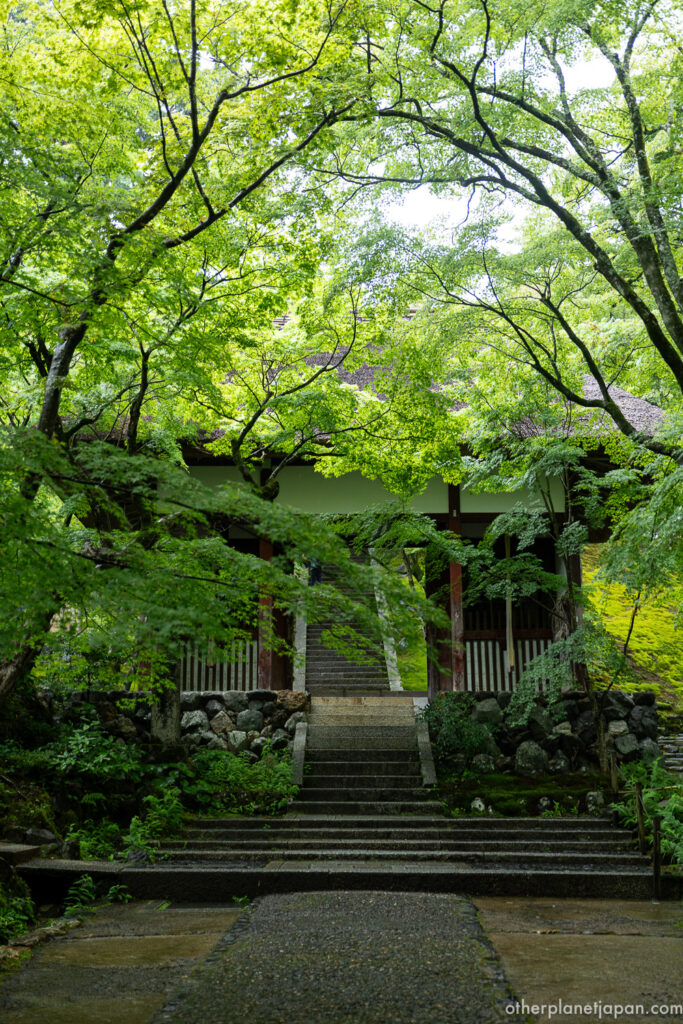 Niomon gate of Jojakkoji surrounded by fresh green maple leaves in early summer, Arashiyama, Kyoto