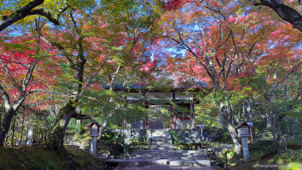 Niomon gate of Jojakkoji framed by red and orange autumn leaves at dawn, Arashiyama, Kyoto
