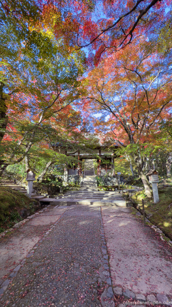 Stone pathway from the Niomon framed by vivid autumn maple leaves at Jojakkoji, Kyoto