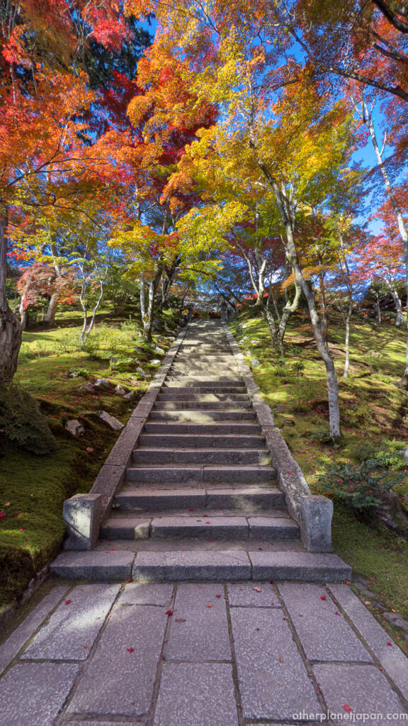 Stone steps leading uphill under brilliant autumn maple canopy at Jojakkoji, Kyoto