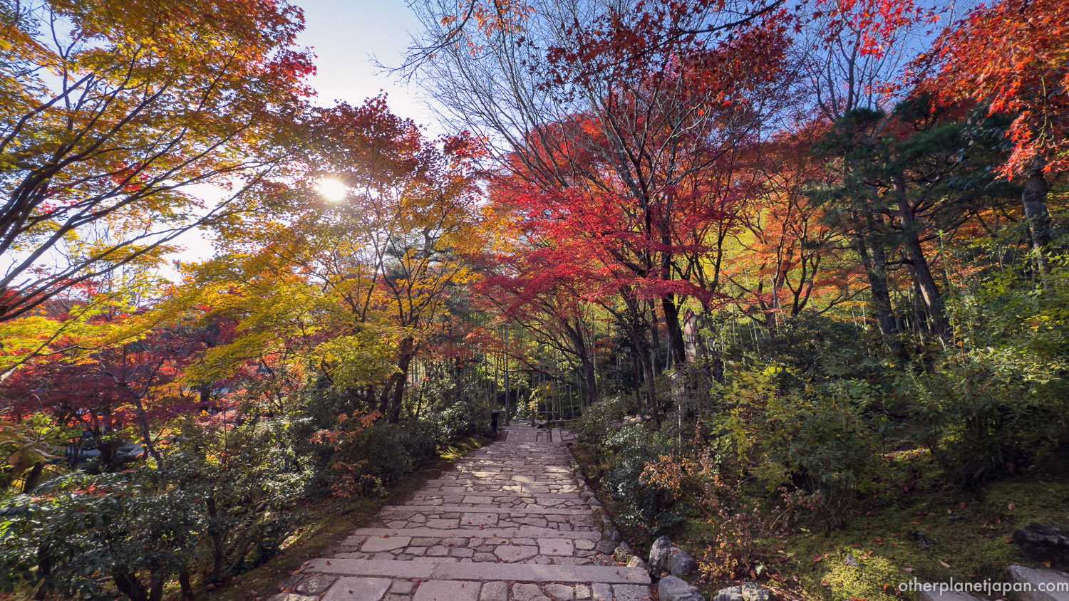 Sunlight breaking through autumn maple canopy over stone path at Jojakkoji, Kyoto