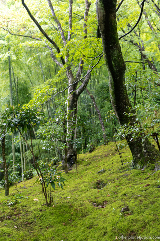 Stone steps through moss garden beyond the Niomon at Jojakkoji in summer, Arashiyama, Kyoto