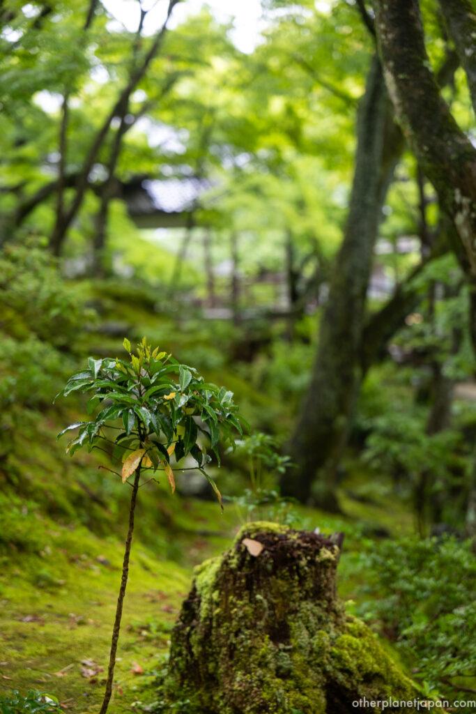 Moss-covered tree stump and young sapling growing in the temple garden at Jojakkoji, Kyoto