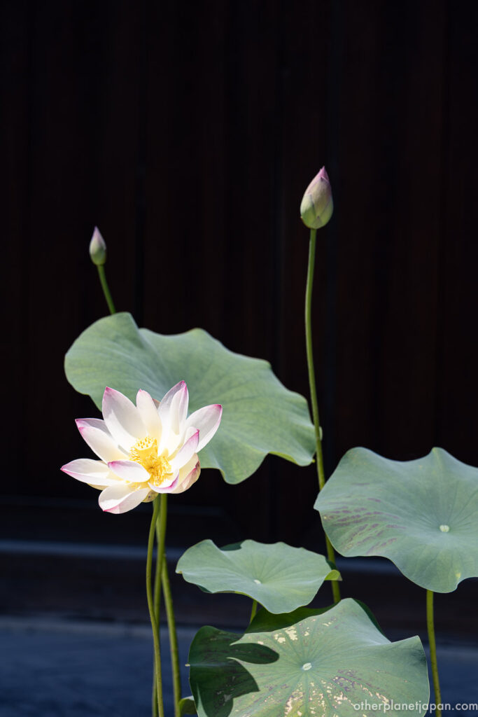 White and pink lotus flower in bloom against a dark wooden backdrop at Kinkakuji temple, Kyoto summer