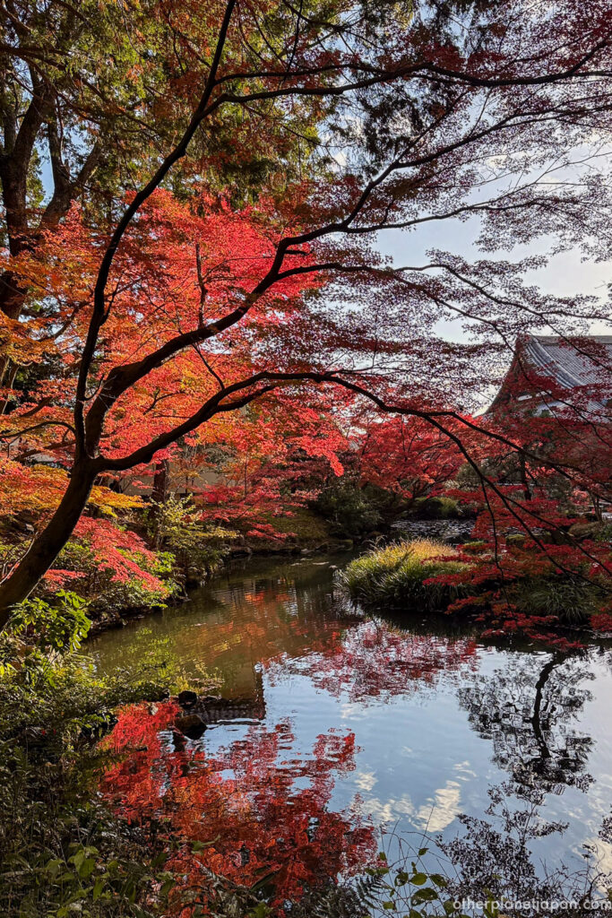Brilliant red maple leaves reflected in the pond garden at Konkai-komyoji in autumn, Kyoto