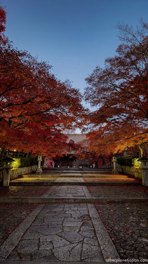 Red autumn maple trees lining the approach to Shinnyodo Temple's main hall