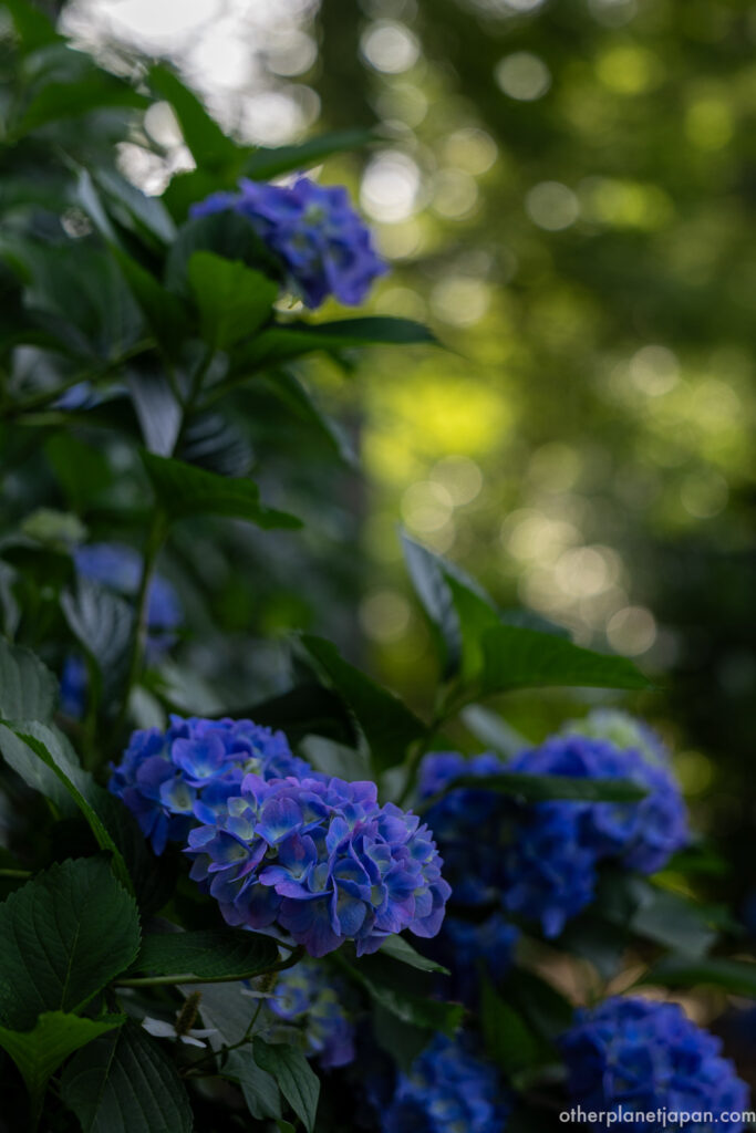 Blue and purple hydrangea blooms at Shinnyodo Temple in Kyoto