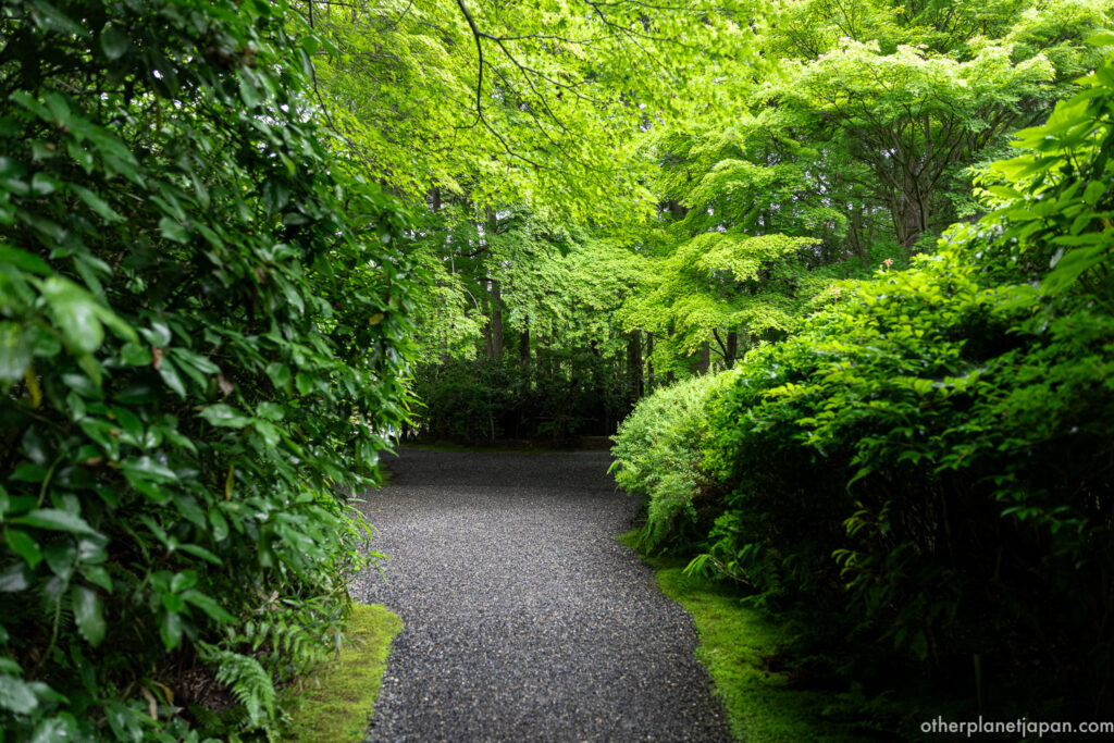 Gravel path winding through cedar forest with moss-covered ground at Okochi Sanso, Arashiyama
