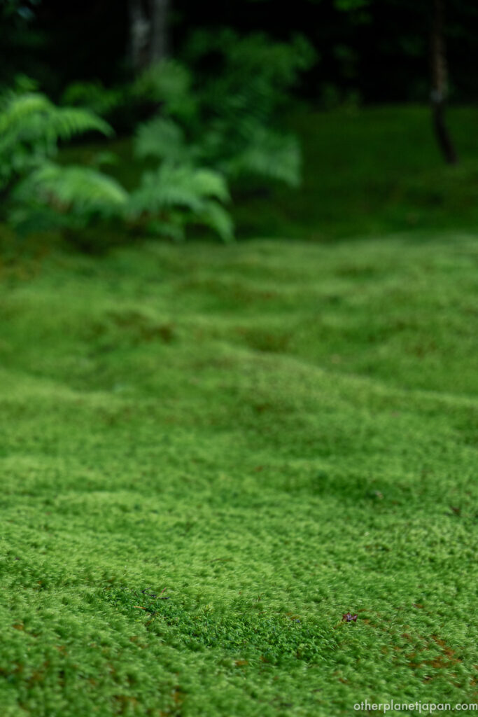 Undulating moss surface with fern fronds in soft background light at Gioji Temple
