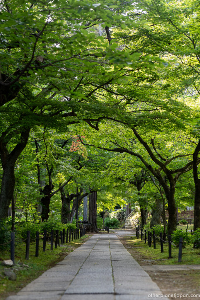 Stone path under fresh green maple canopy at Shinnyodo Temple in spring
