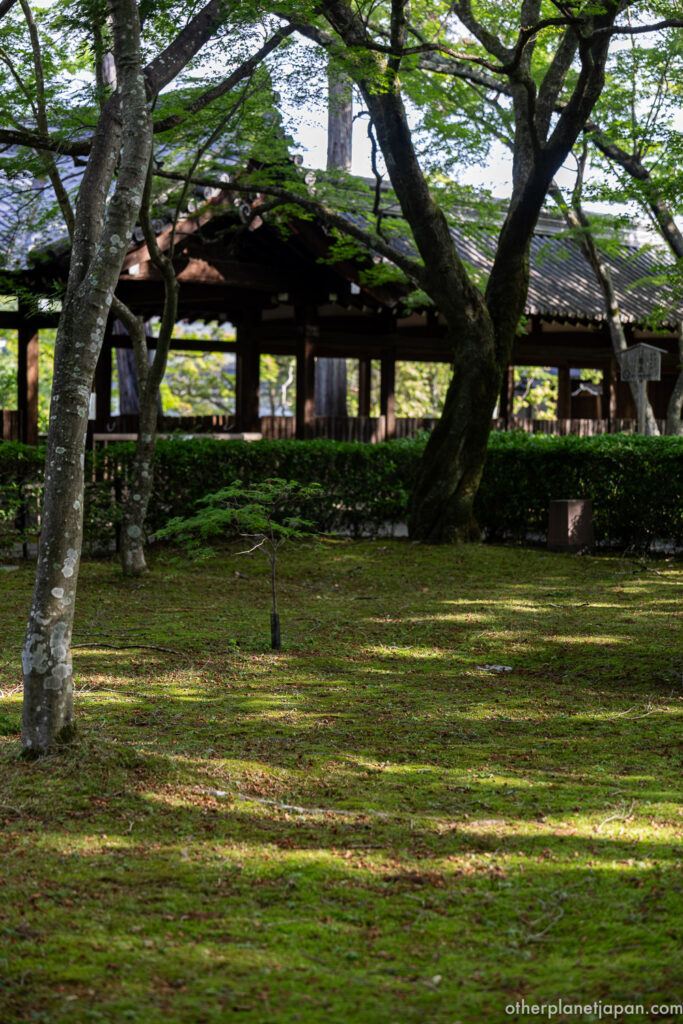 Moss garden with komorebi light filtering through trees at Shinnyodo Temple