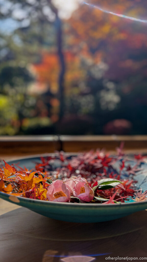 Red maple leaves and pink camellia blossoms floating in a ceramic water bowl at Nison-in Temple during autumn
