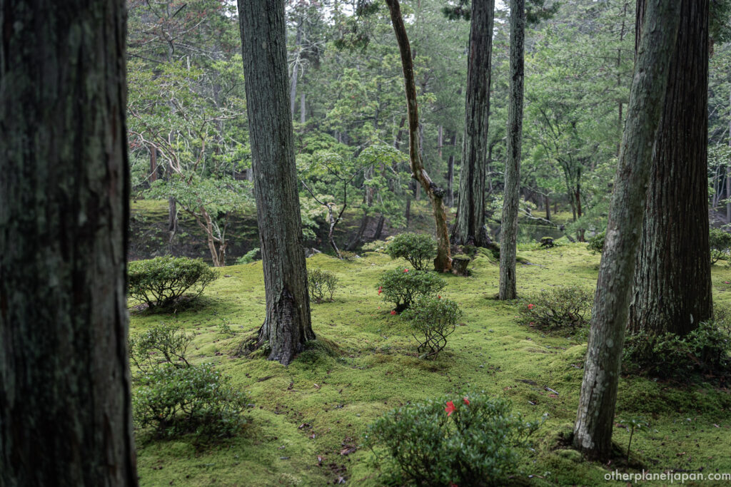 Close-up of thick emerald moss carpet covering undulating ground beneath cedar trees at Saihō-ji moss temple
