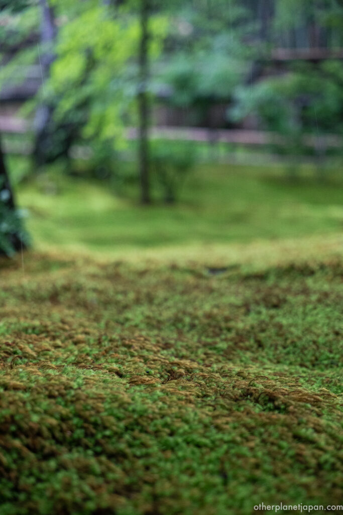 Close-up texture of dense, damp moss on the garden floor at Gioji Temple