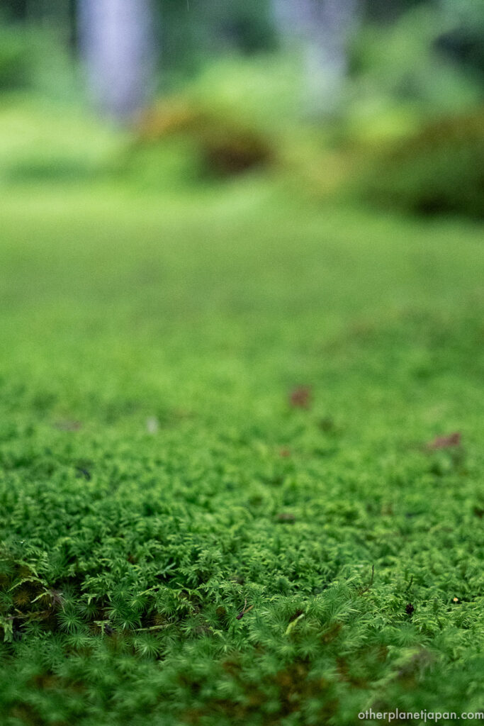 Macro view of star-shaped hair moss tips covering the ground at Gioji Temple