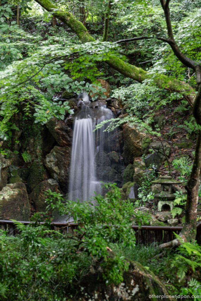 A small waterfall runs at high volume through dense green foliage in the inner garden of Nanzenji Hojo, the day after a typhoon passed through Kyoto.