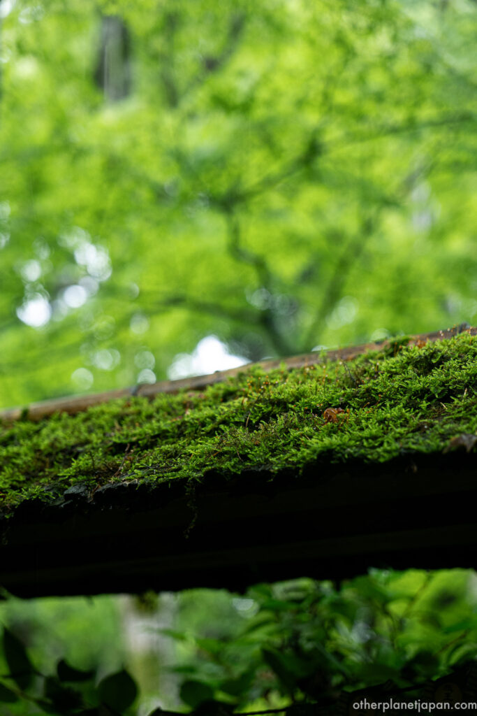 Moss growing on a wooden railing at Gioji Temple with blurred green foliage behind

