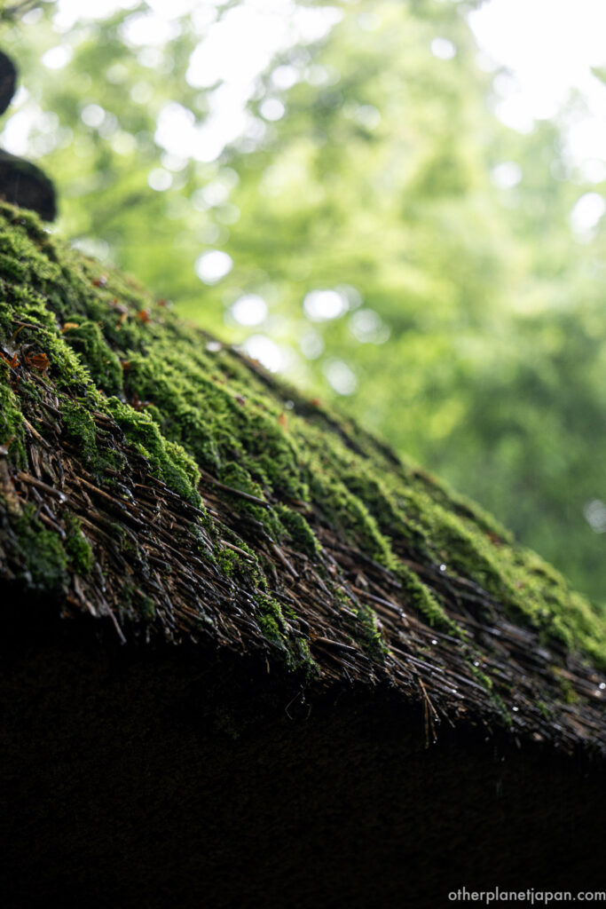Close-up of the moss-covered thatched roof of Gioji Temple with raindrops