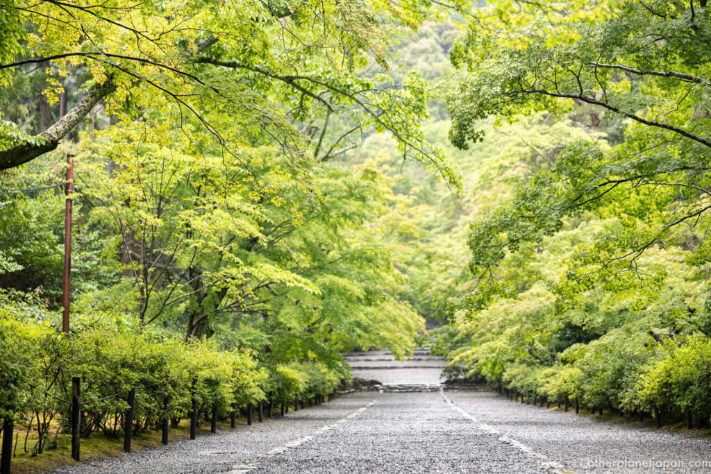 The Momiji no Baba approach at Nison-in Temple lined with fresh green maples in early summer