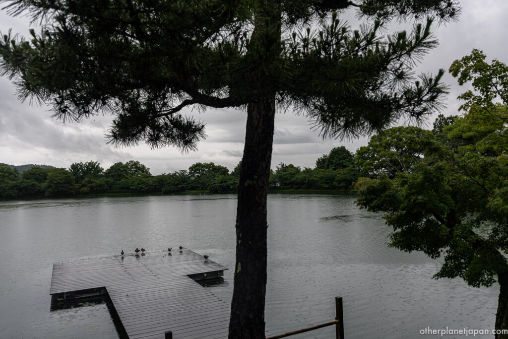Osawa Pond viewed through pine tree branches at Daikakuji Temple, with ducks resting on a floating platform under overcast skies