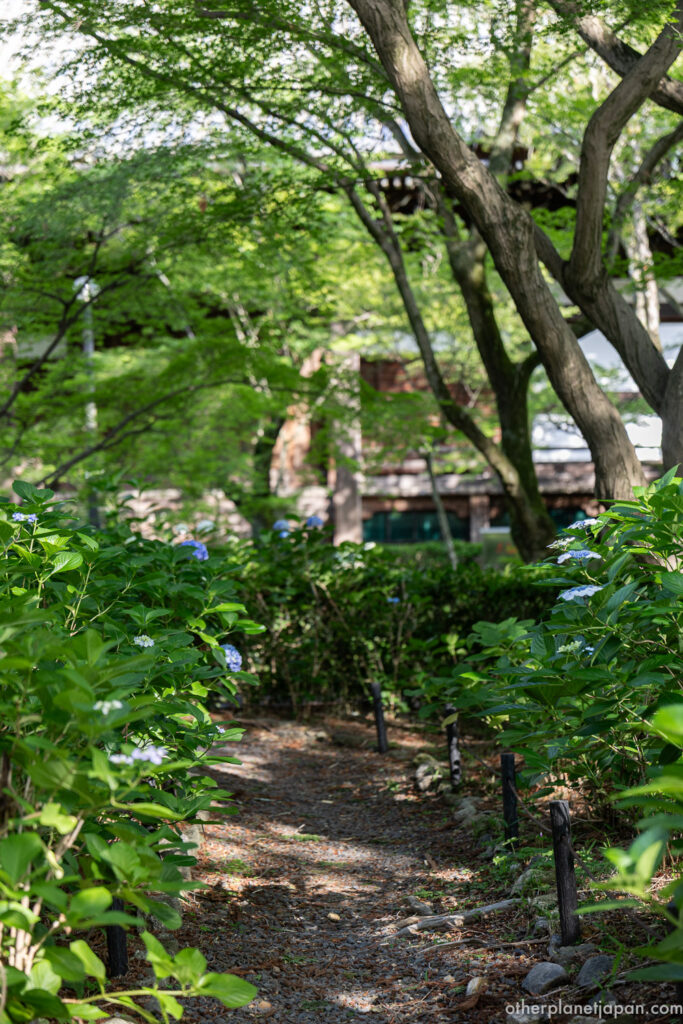 Blue hydrangea path inside Shinnyodo Temple grounds in June