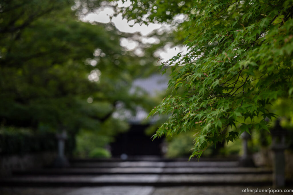Green maple leaves framing the temple gate at Shinnyodo on a rainy day